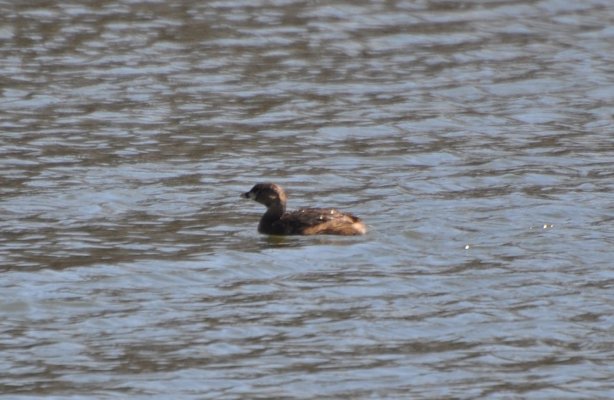 Pied-billed Grebe - ML52558481