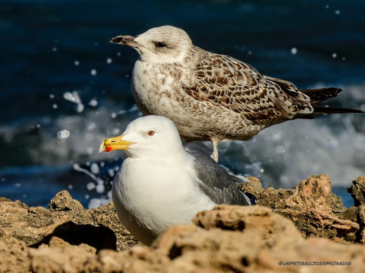 Yellow-legged Gull - ML525585211