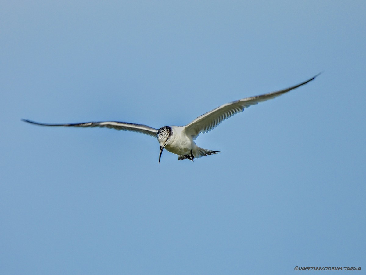 Sandwich Tern - ML525586261