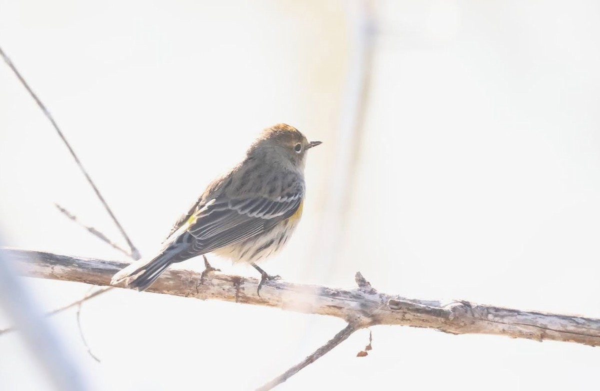 Yellow-rumped Warbler - Kevin Sarsfield