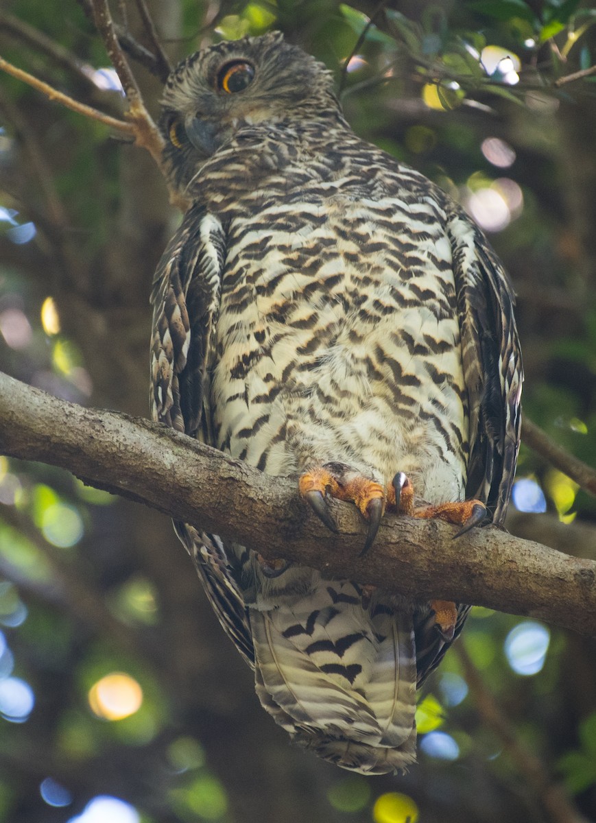 Powerful Owl - ML52558681