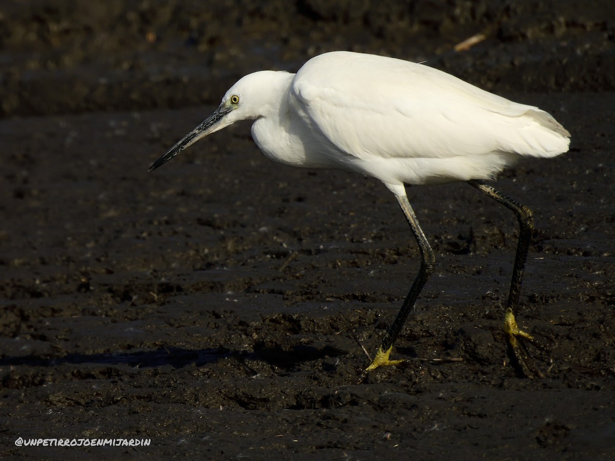 Little Egret - ML525586991