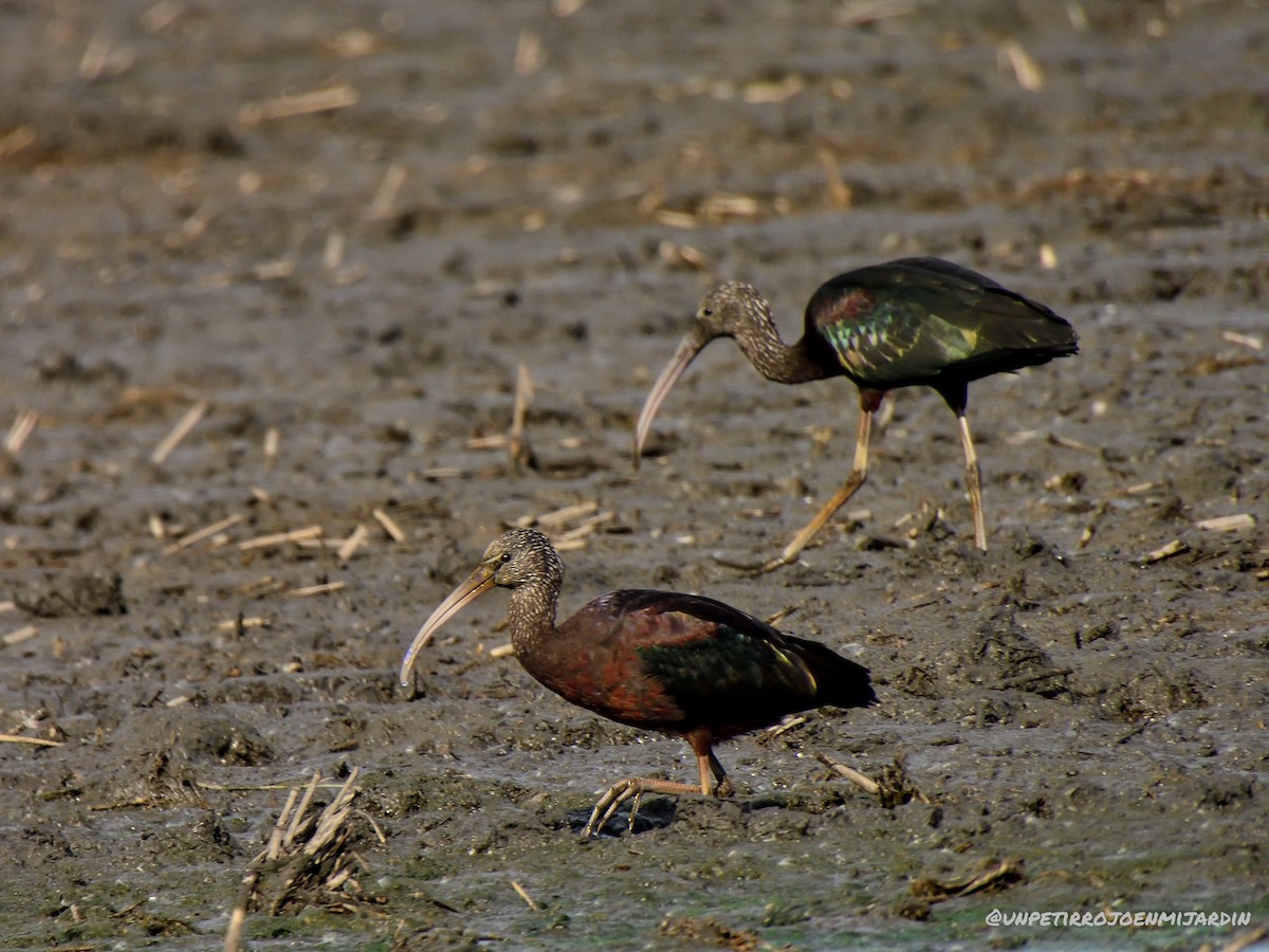 Glossy Ibis - ML525587191