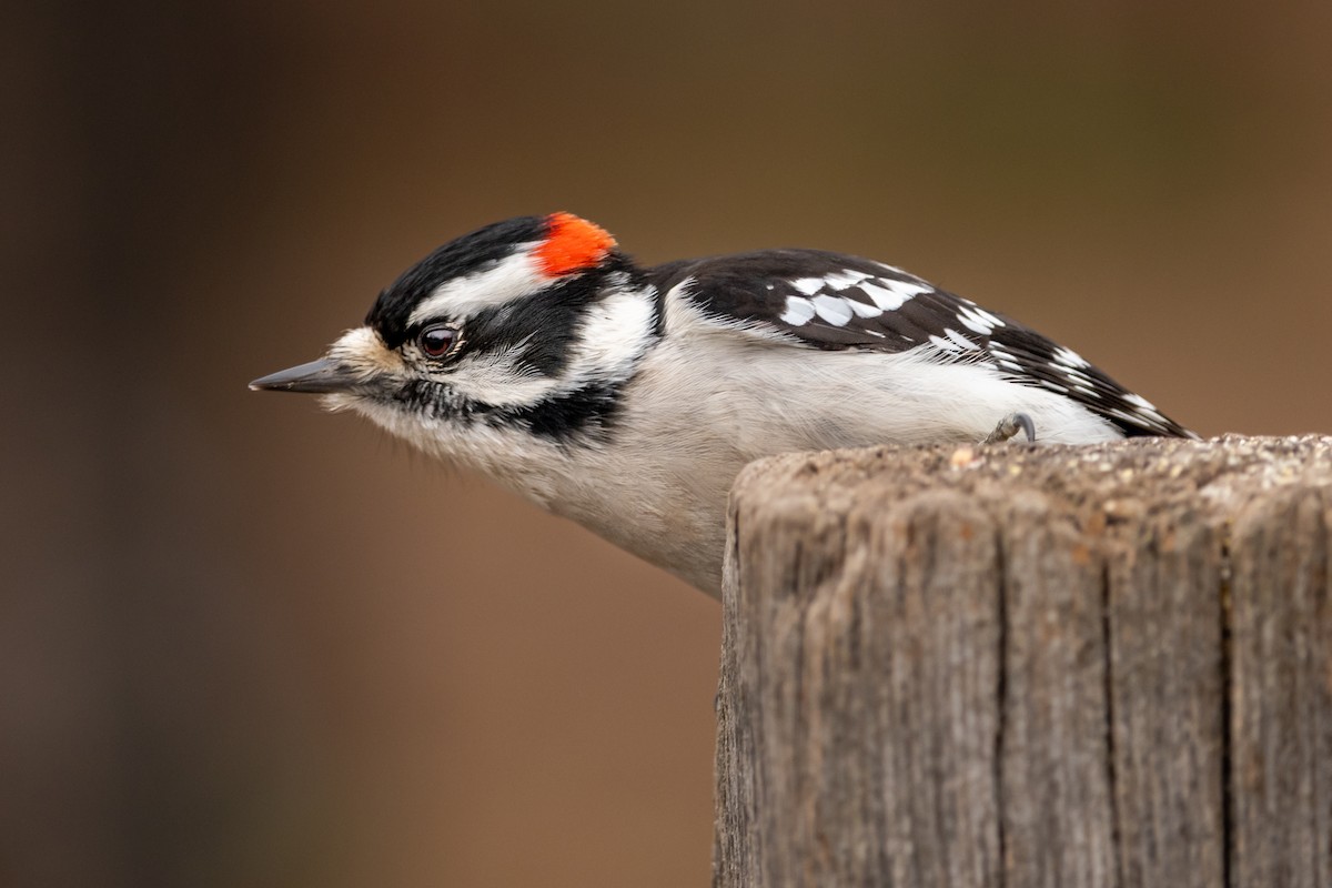 Downy Woodpecker - ML525587551