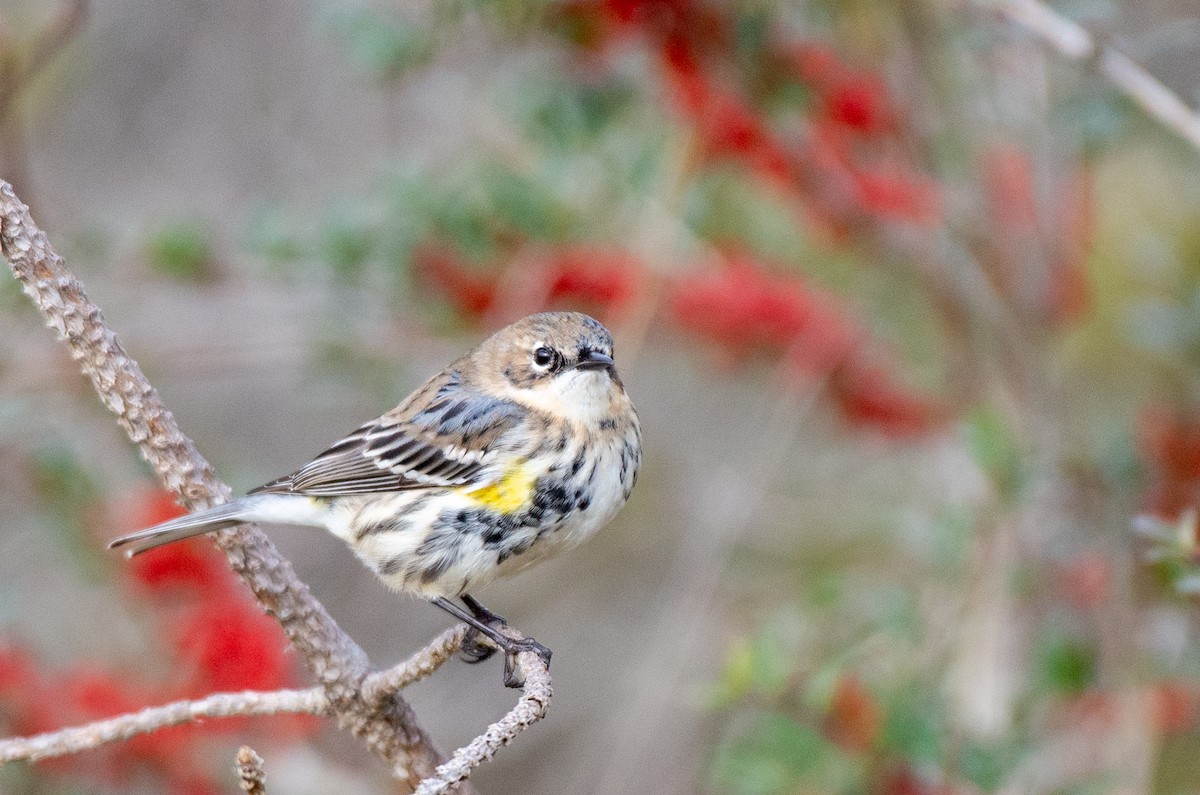 Yellow-rumped Warbler - ML525588241