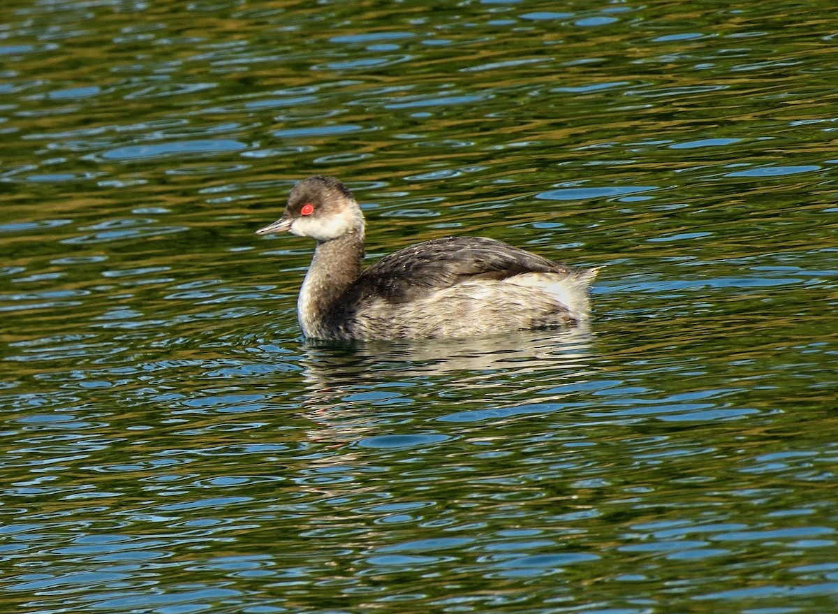 Eared Grebe - ML525588371