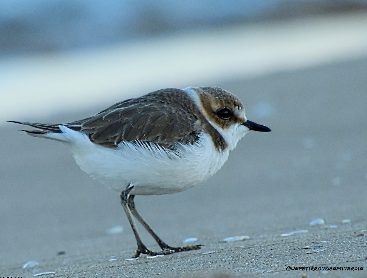 Kentish Plover - ML525588631