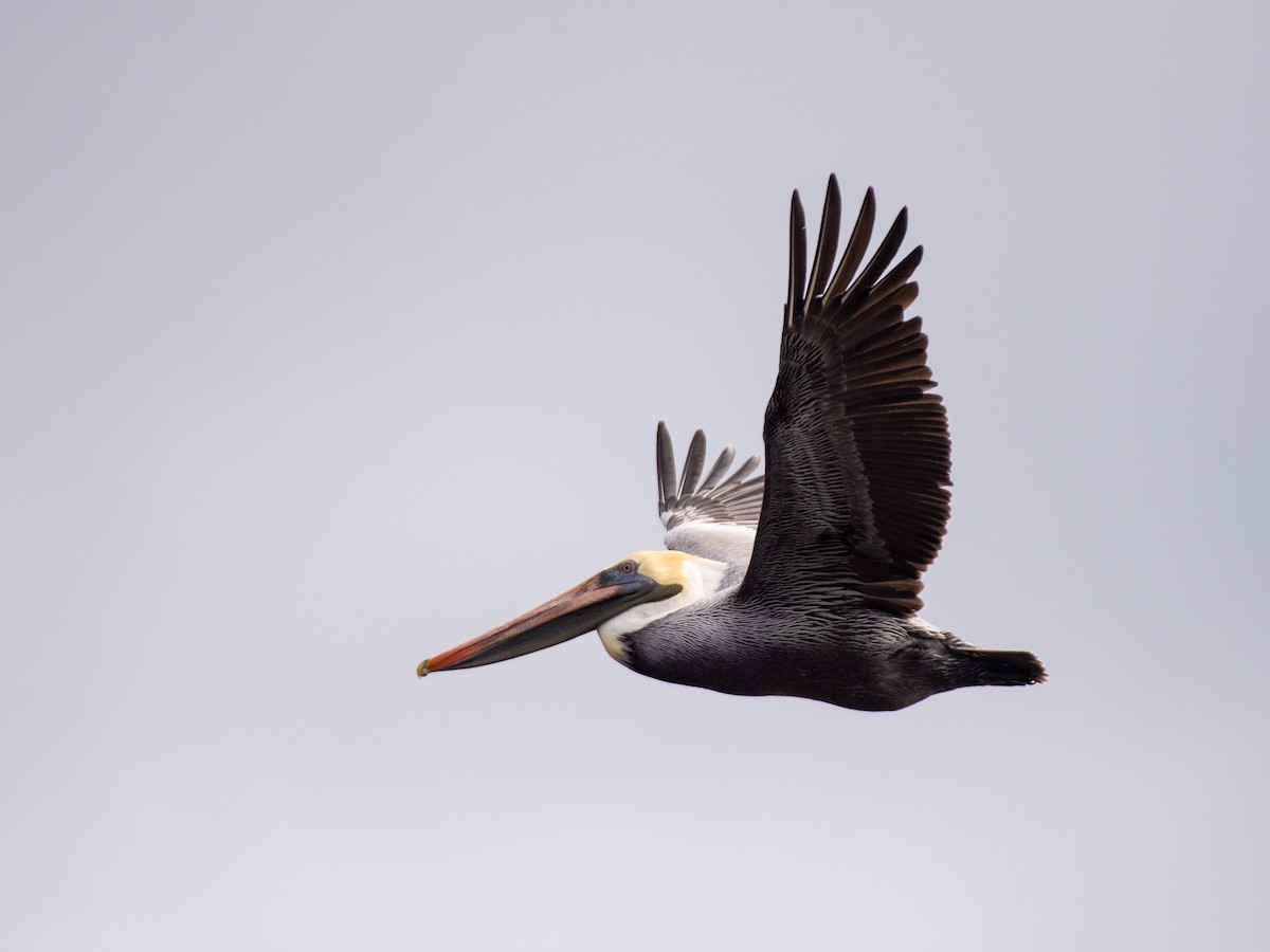 pelikán hnědý - ML525588871