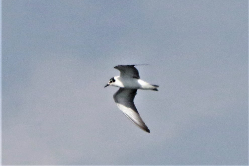 White-winged Tern - ML525588951