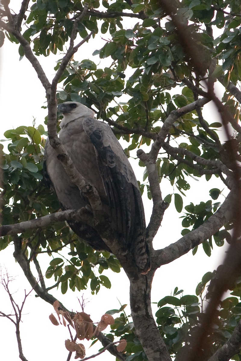 Harpy Eagle - ML525589141