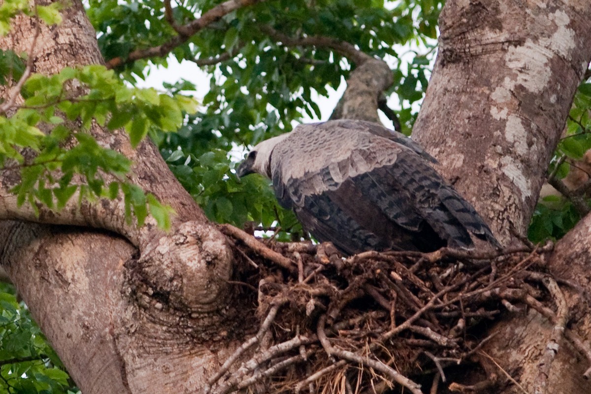 Harpy Eagle - ML525589181