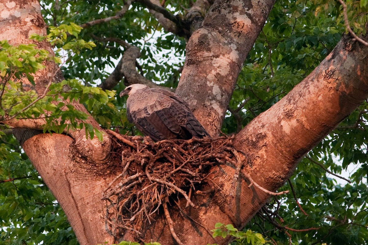 Harpy Eagle - ML525589211