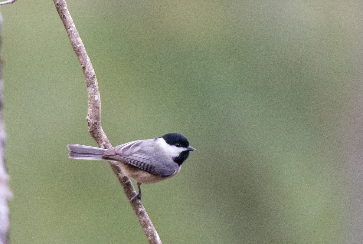 Carolina Chickadee - ML525589601