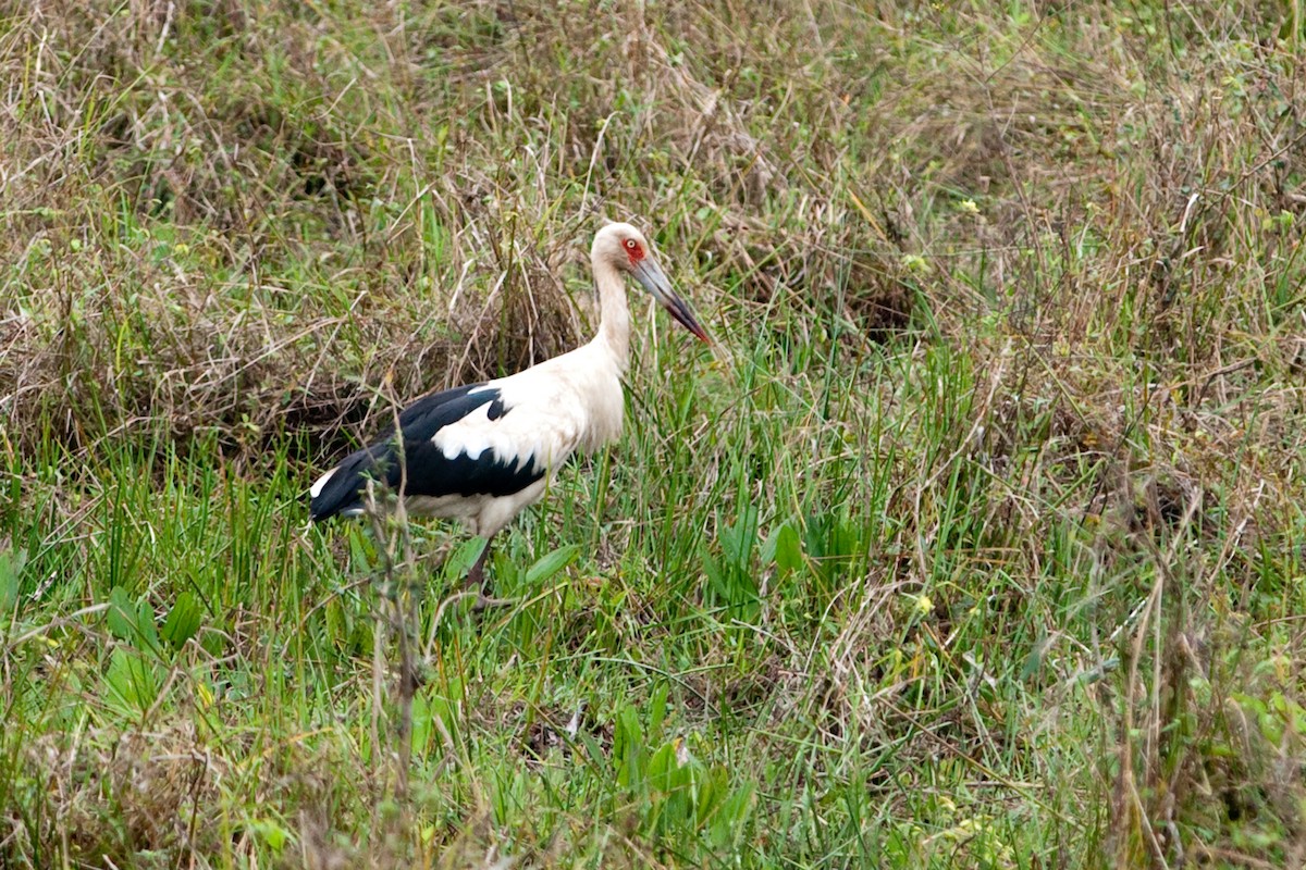 Maguari Stork - ML525589801