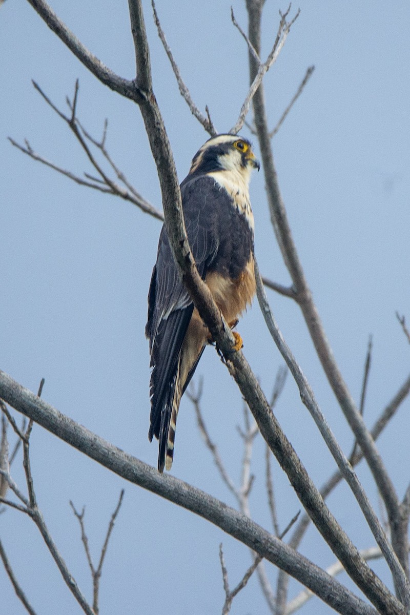 Aplomado Falcon - ML525589811