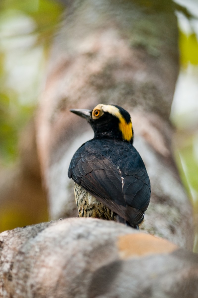 Yellow-tufted Woodpecker - Rick Brown