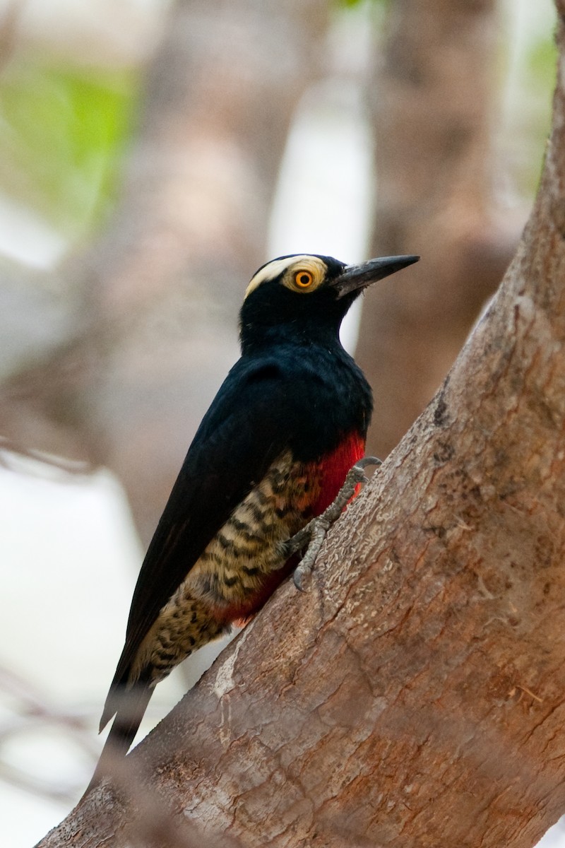 Yellow-tufted Woodpecker - Rick Brown