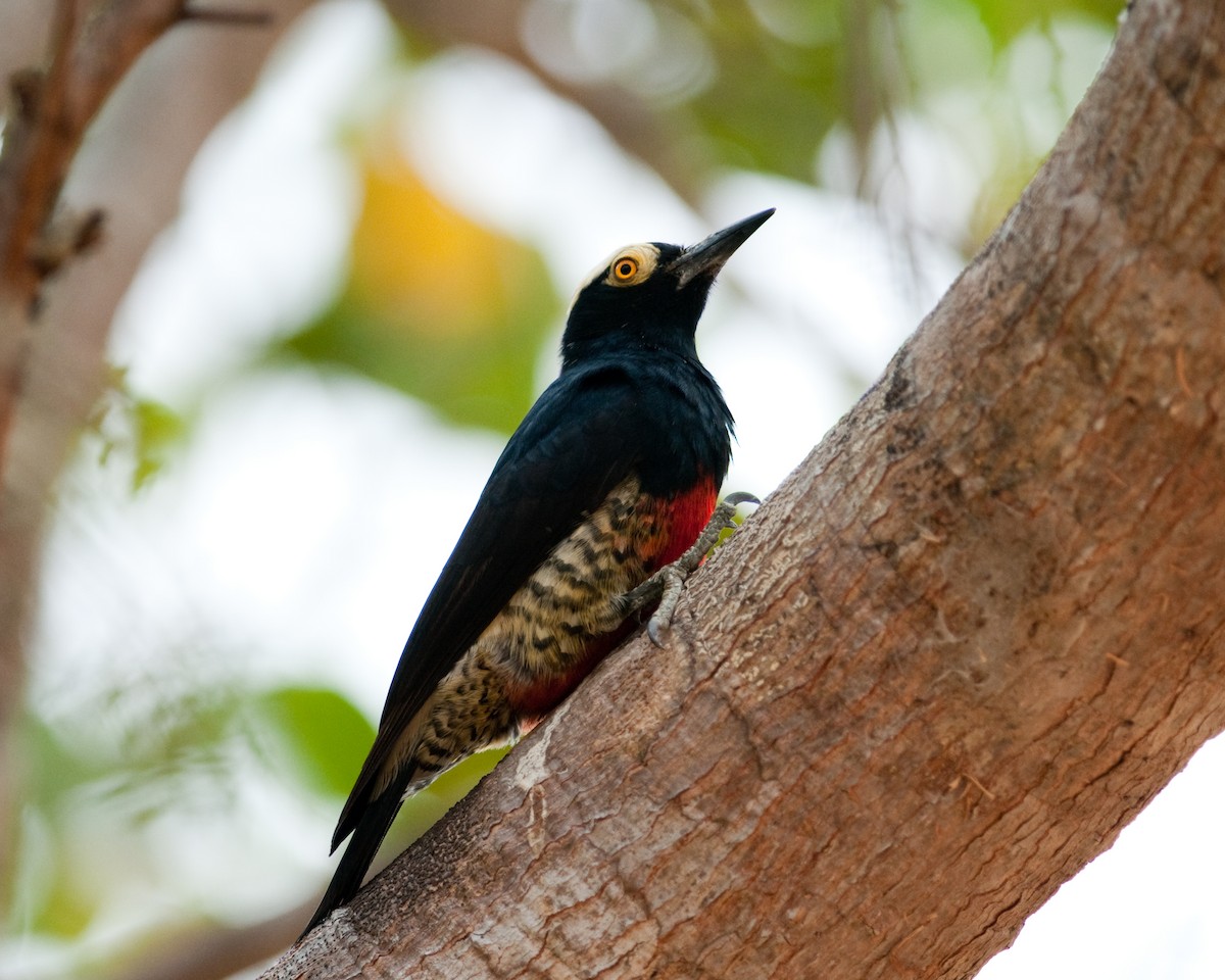 Yellow-tufted Woodpecker - Rick Brown