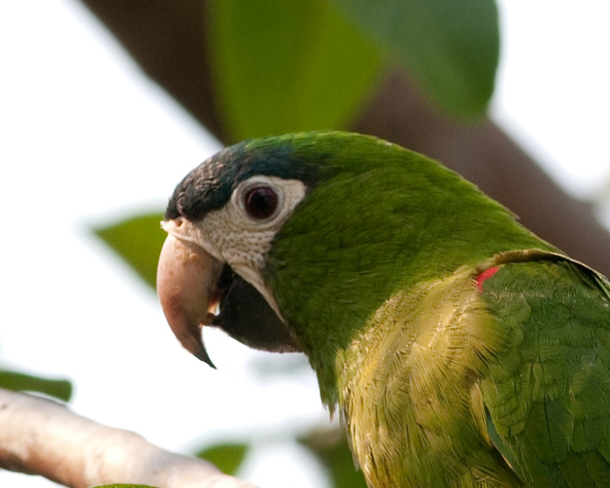 Red-shouldered Macaw - ML525590641