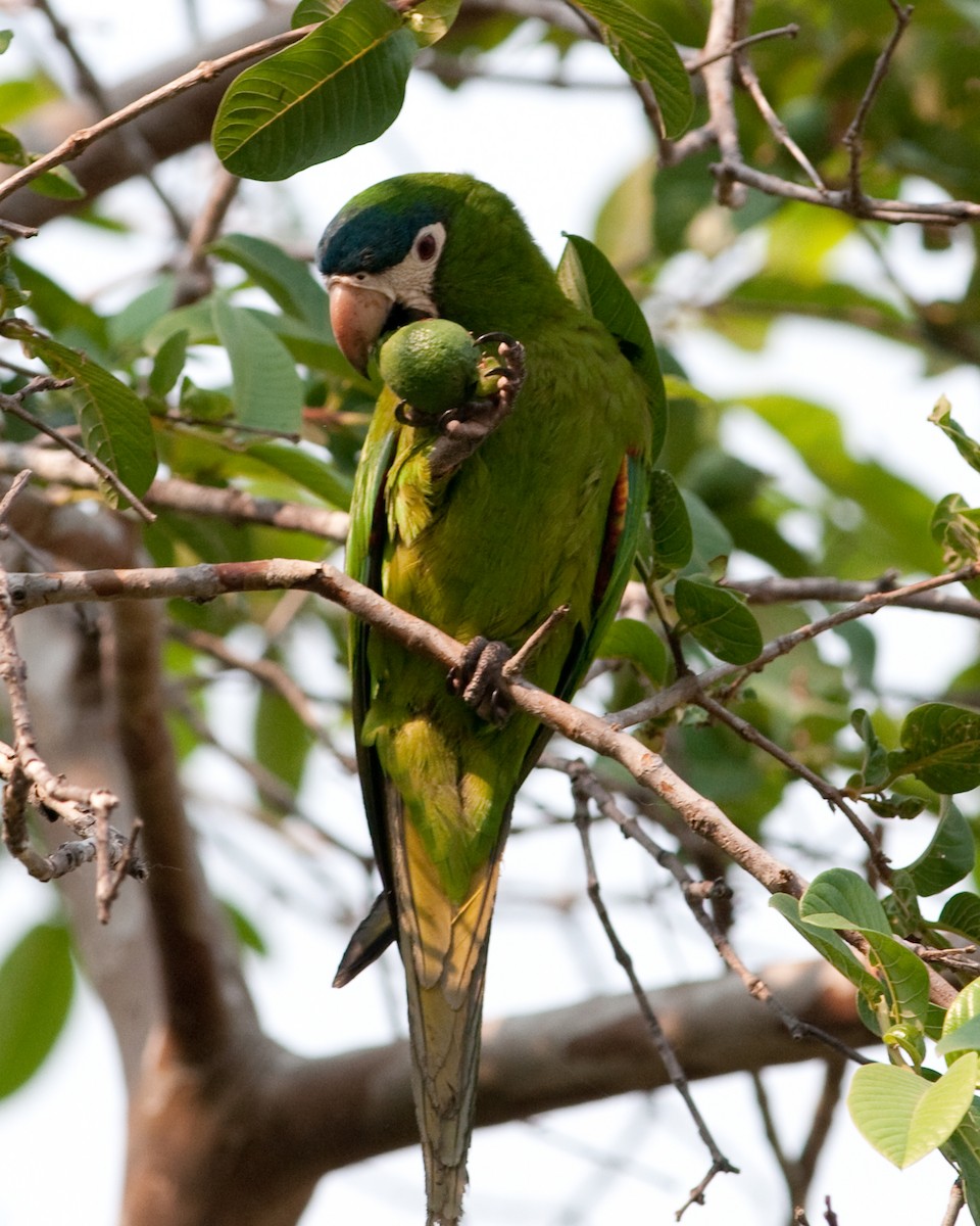 Red-shouldered Macaw - Rick Brown