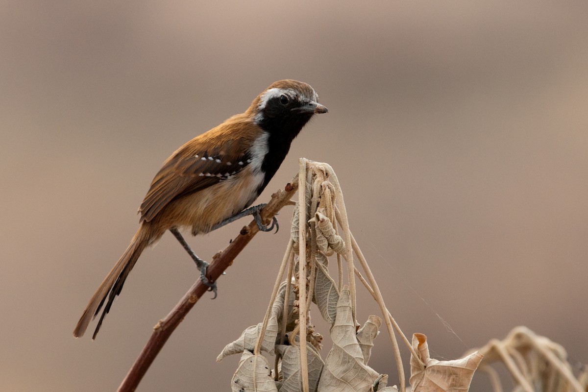 Rusty-backed Antwren - ML525590921