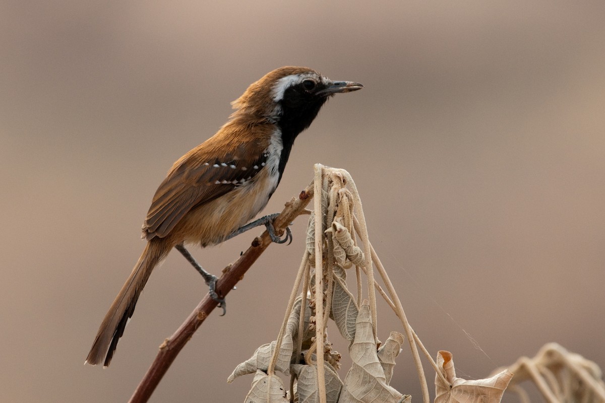 Rusty-backed Antwren - Rick Brown