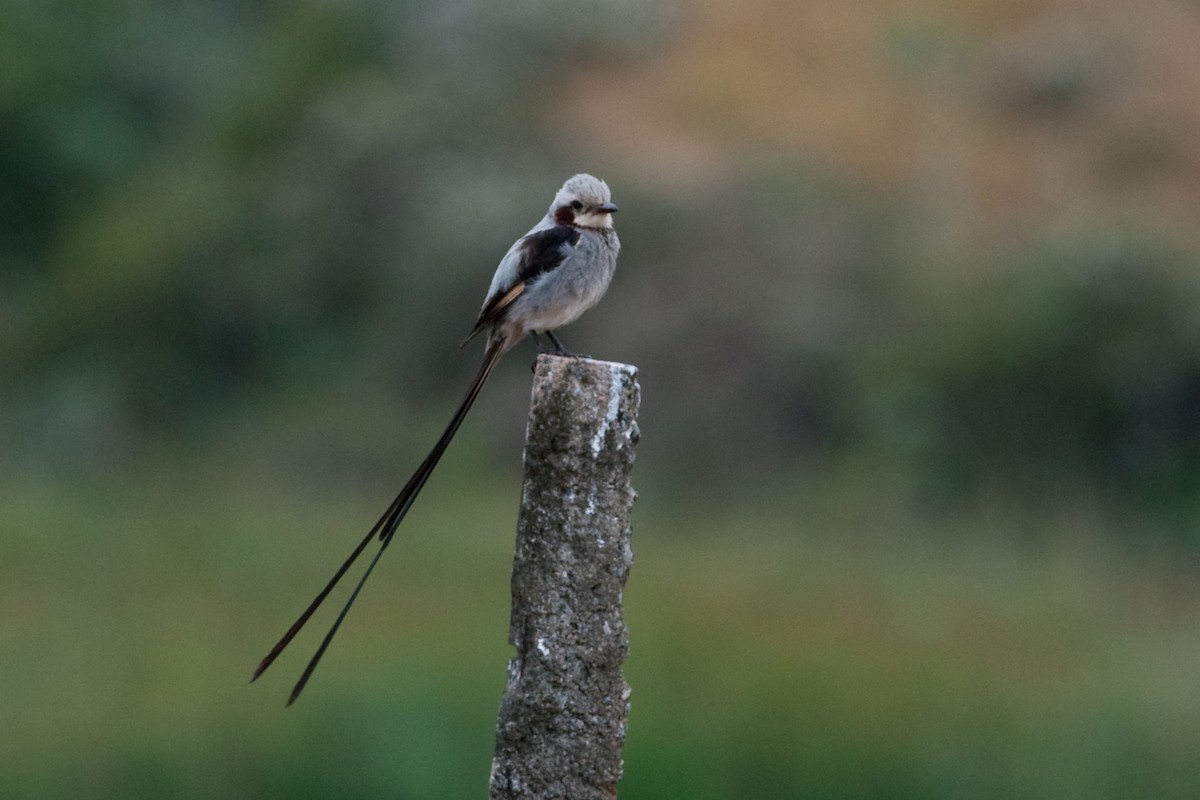 Streamer-tailed Tyrant - Rick Brown