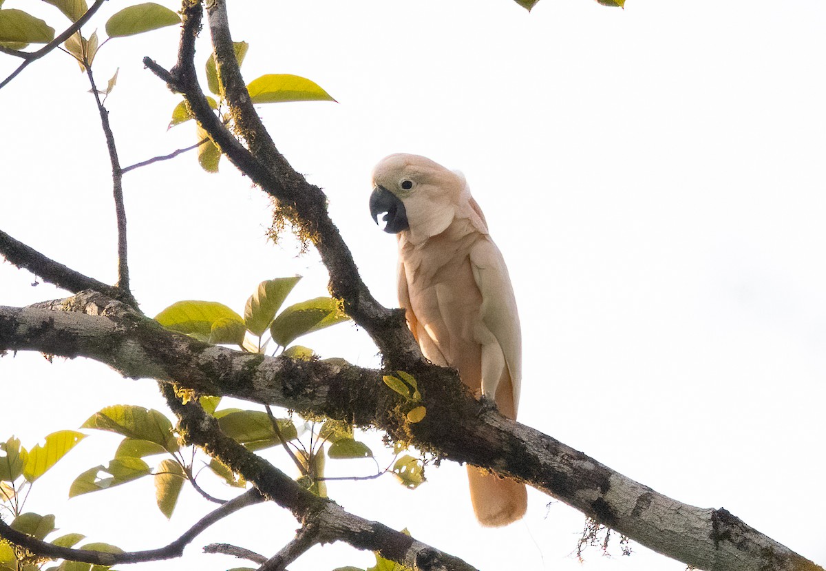 Salmon-crested Cockatoo - ML525591281