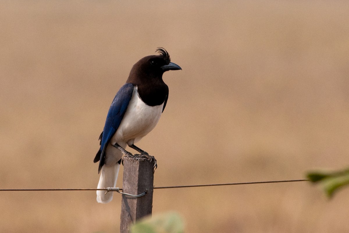 Curl-crested Jay - Rick Brown