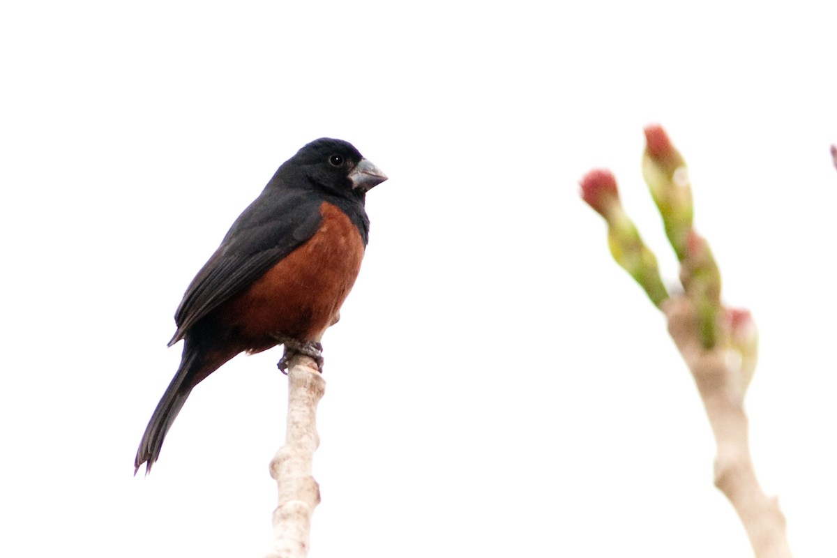 Chestnut-bellied Seed-Finch - Rick Brown