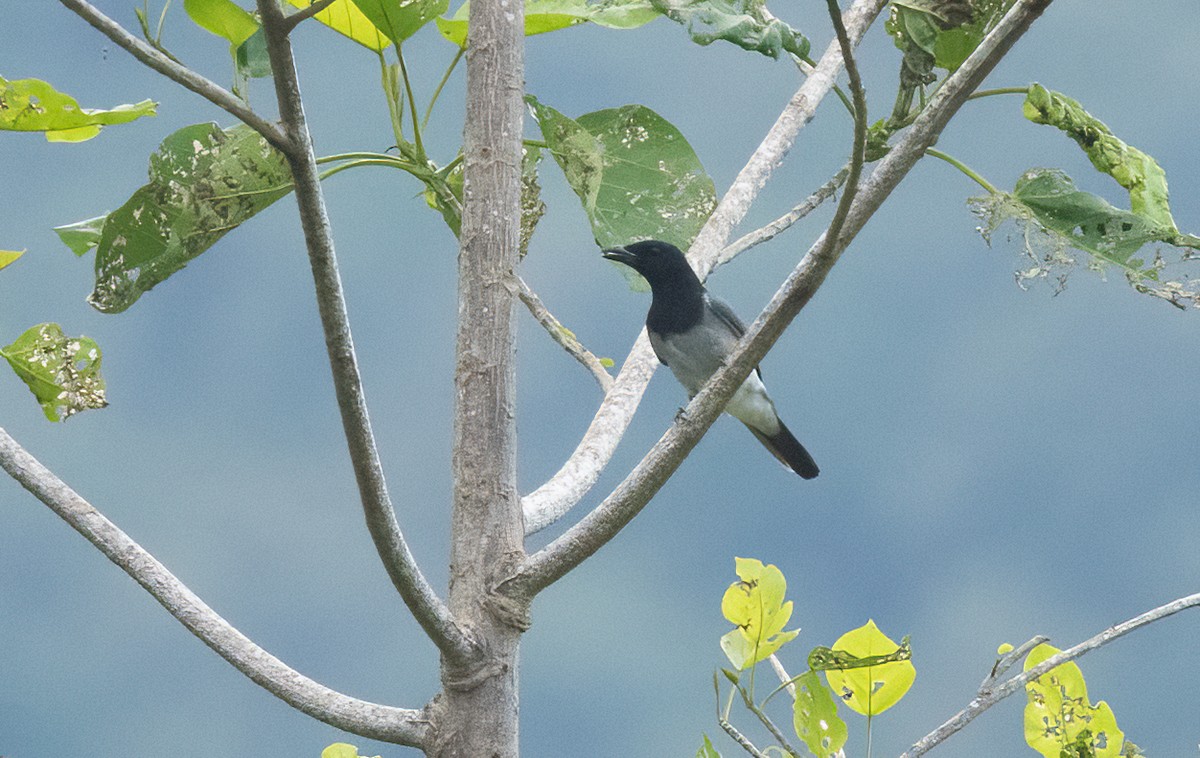 Moluccan Cuckooshrike - ML525591671