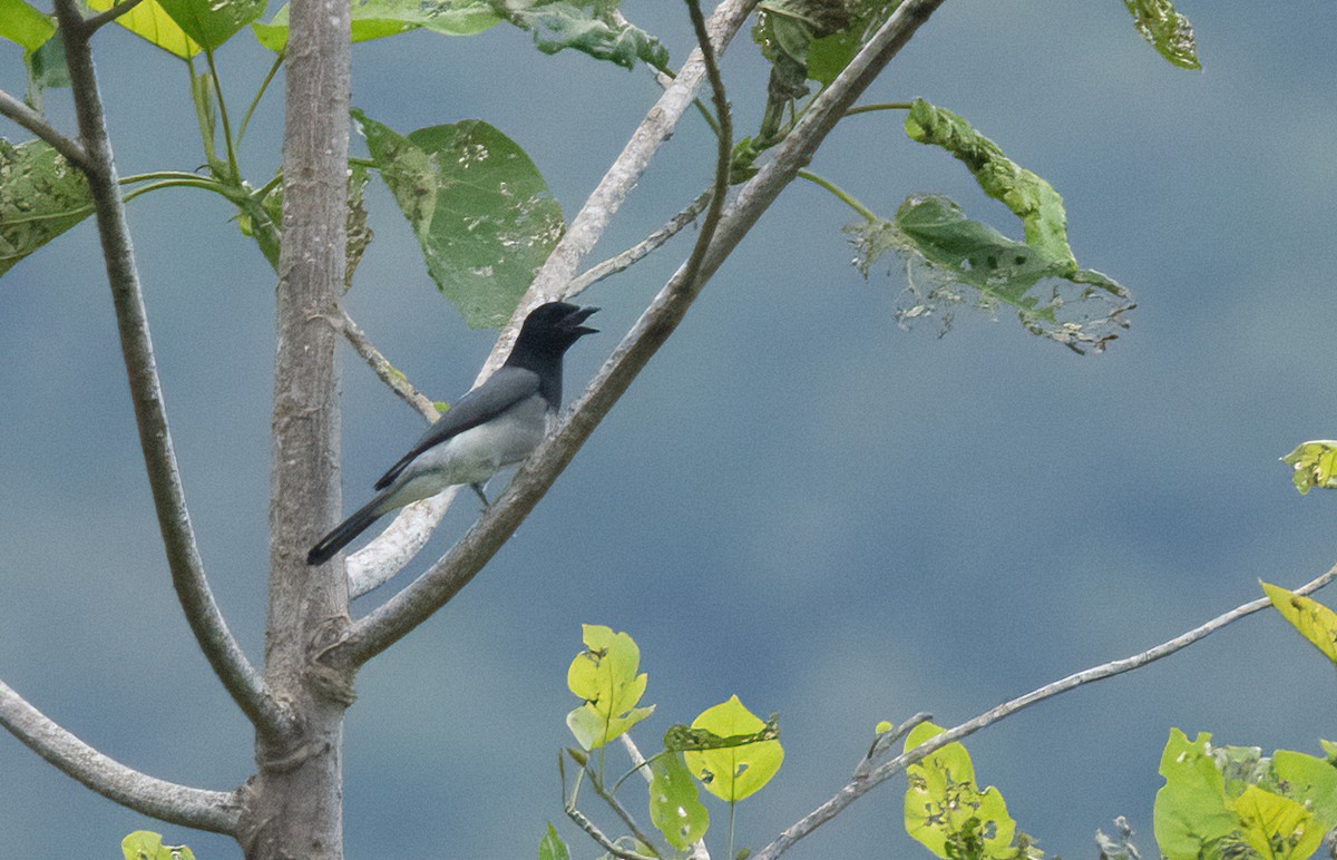 Moluccan Cuckooshrike - John Sterling