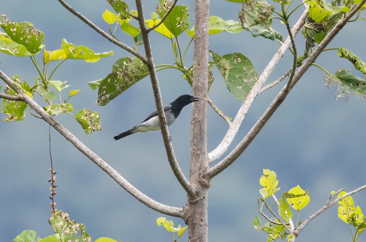 Moluccan Cuckooshrike - ML525591691