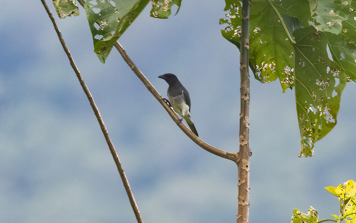 Moluccan Cuckooshrike - ML525591701