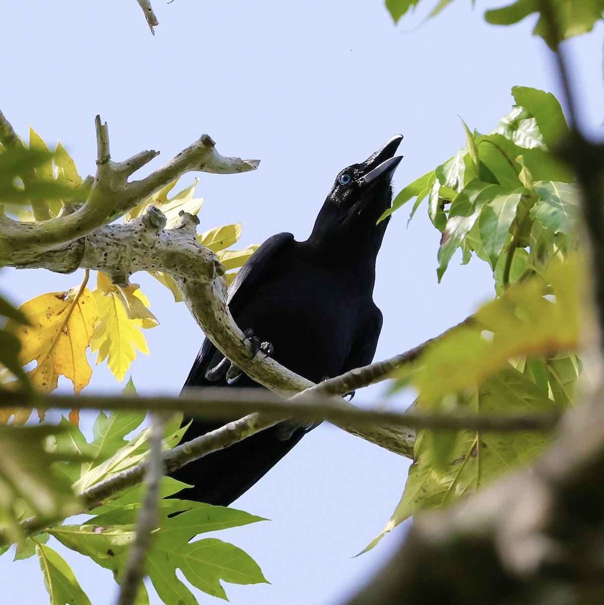 Bismarck Crow - ML525592051