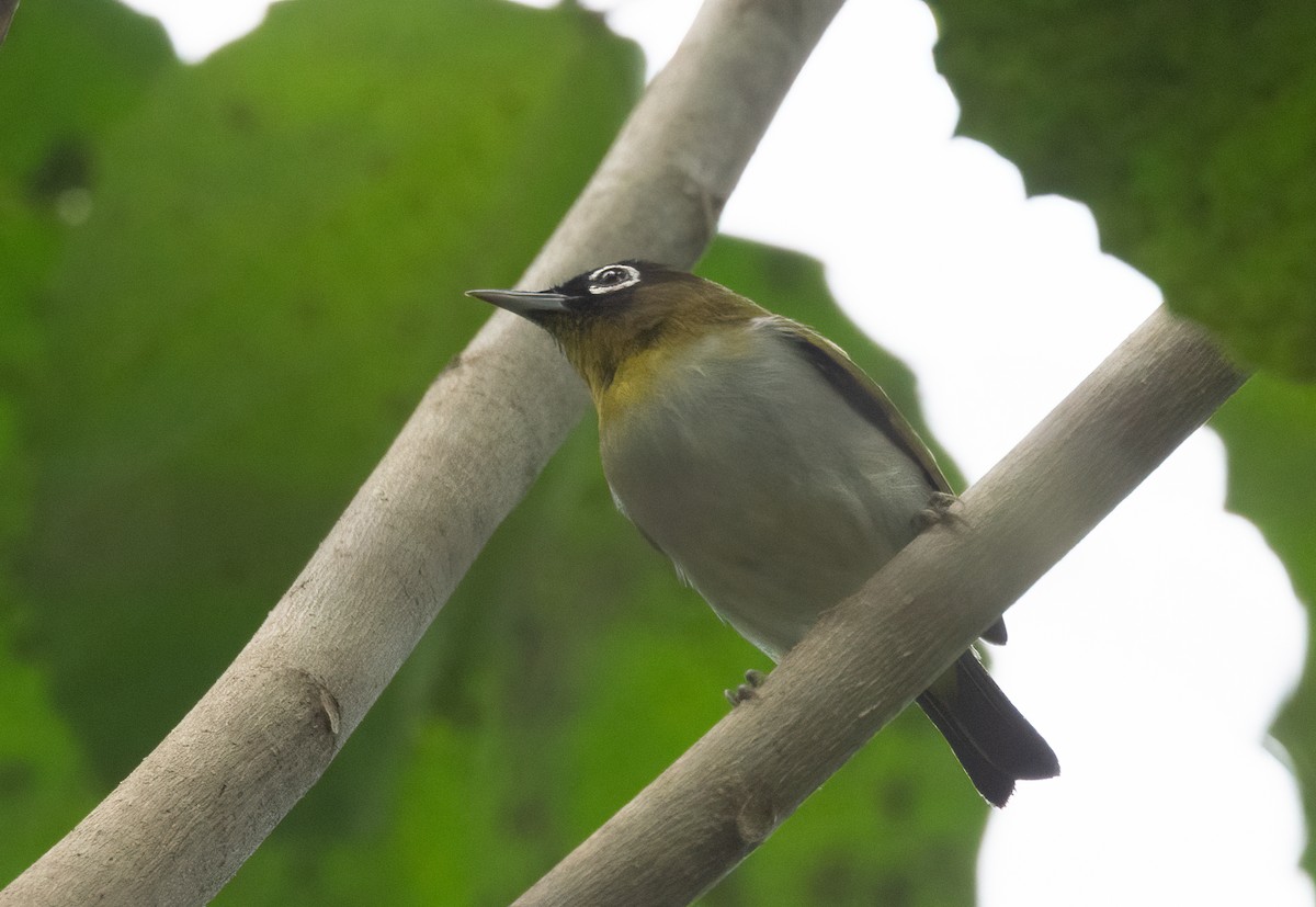 Zostérops de Céram - ML525592081