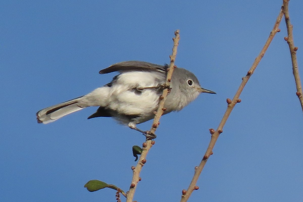 Blue-gray Gnatcatcher - ML525592121