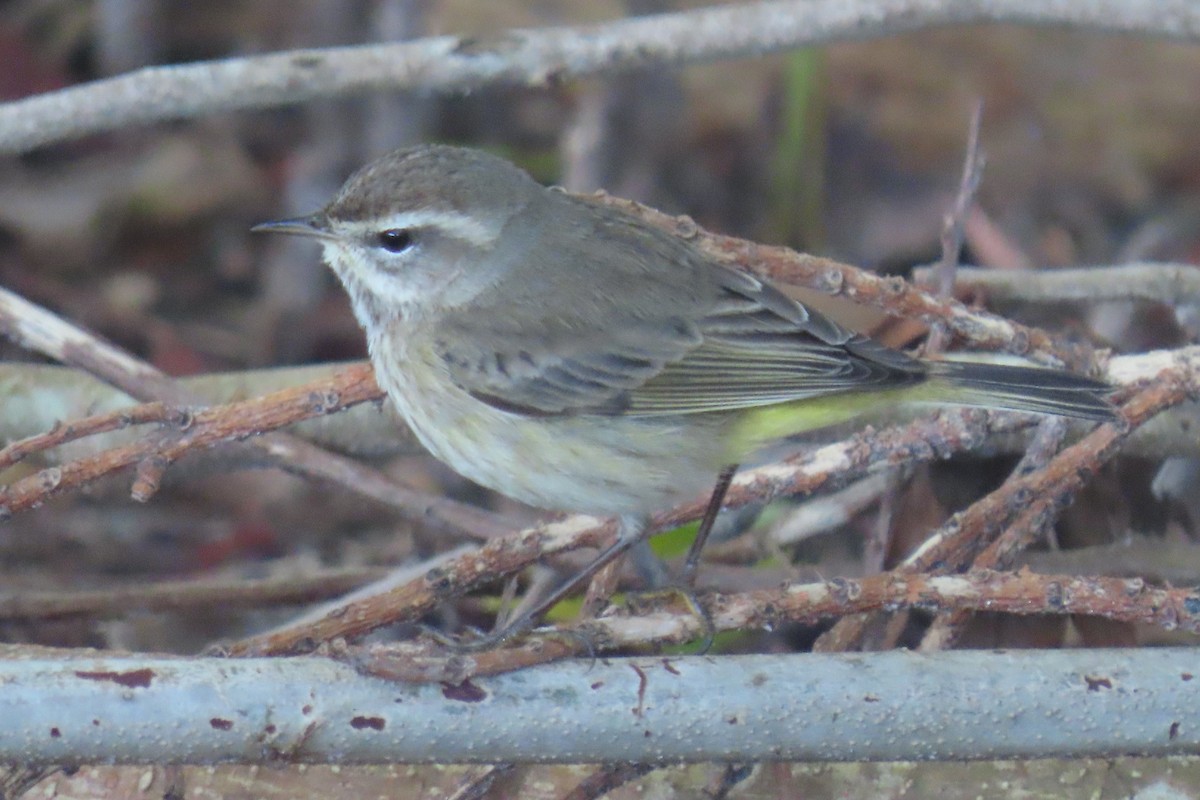 Palm Warbler (Western) - ML525592371