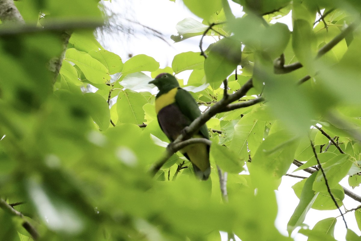 Yellow-bibbed Fruit-Dove - ML525592561