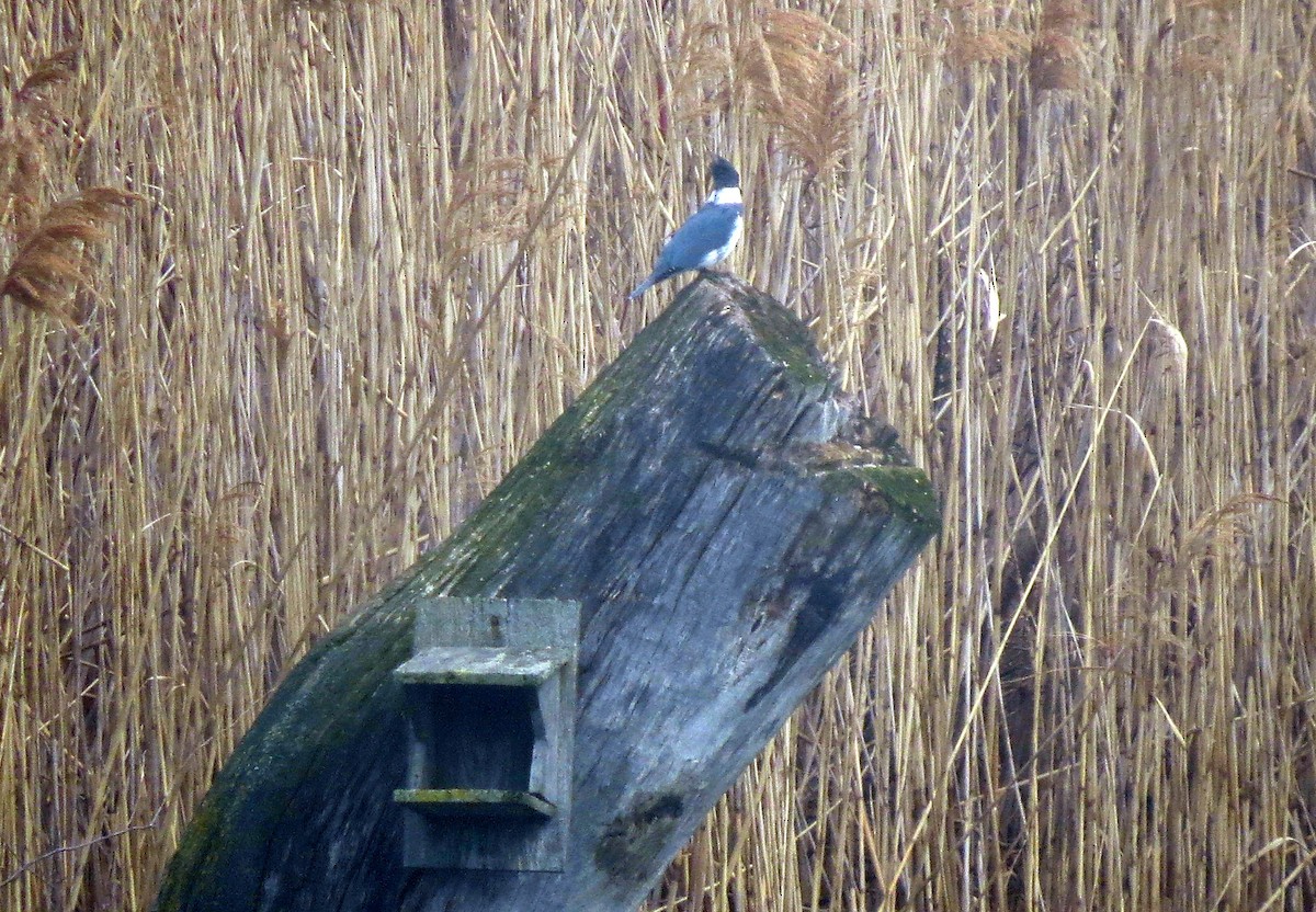 Belted Kingfisher - Pat McKay