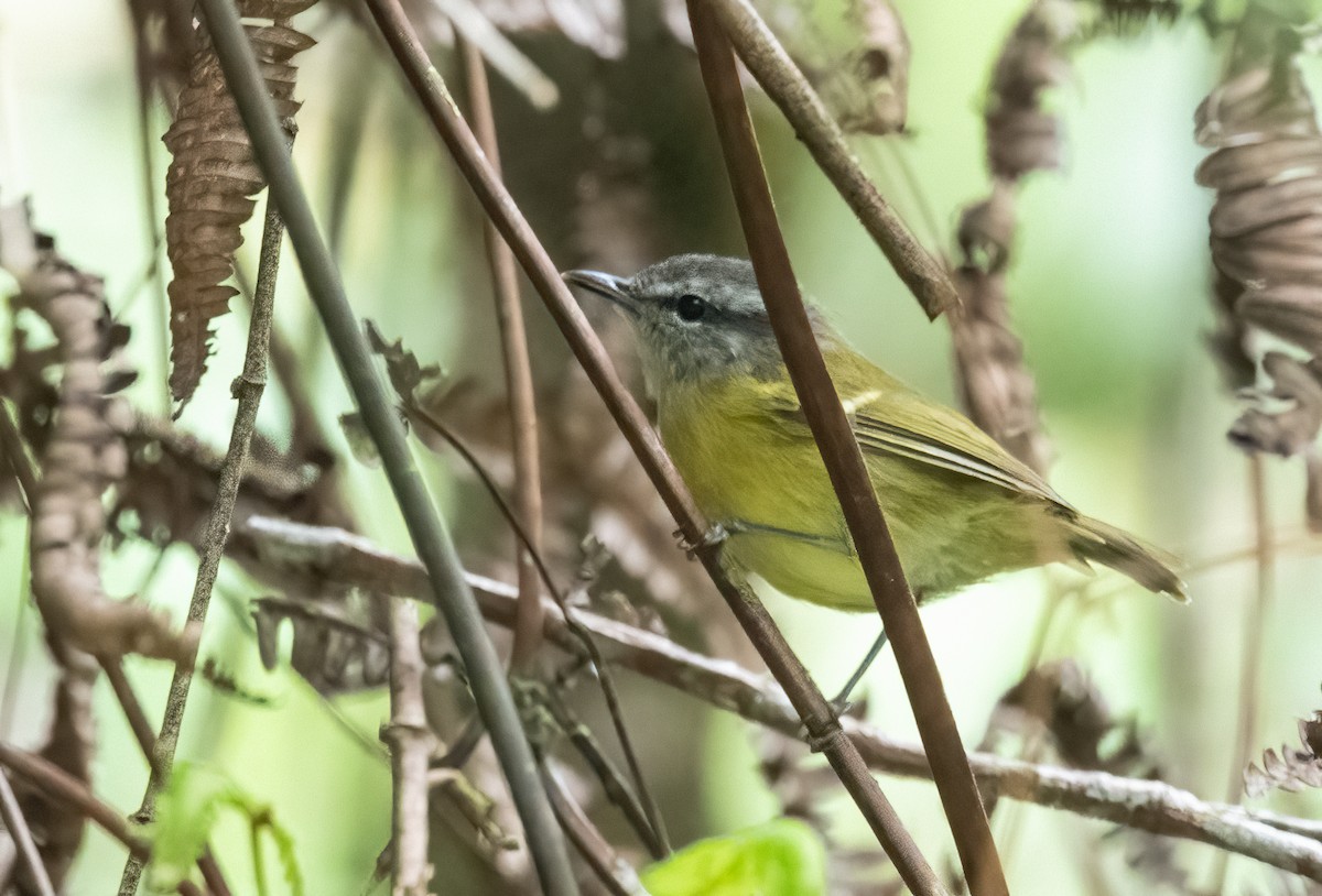 Island Leaf Warbler (Seram) - John Sterling