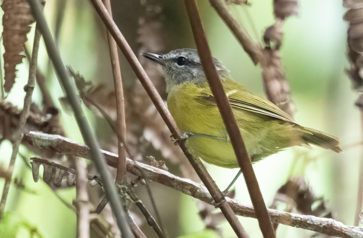 Island Leaf Warbler (Seram) - ML525594211