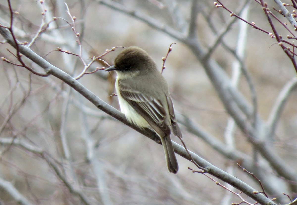 Eastern Phoebe - ML52559431