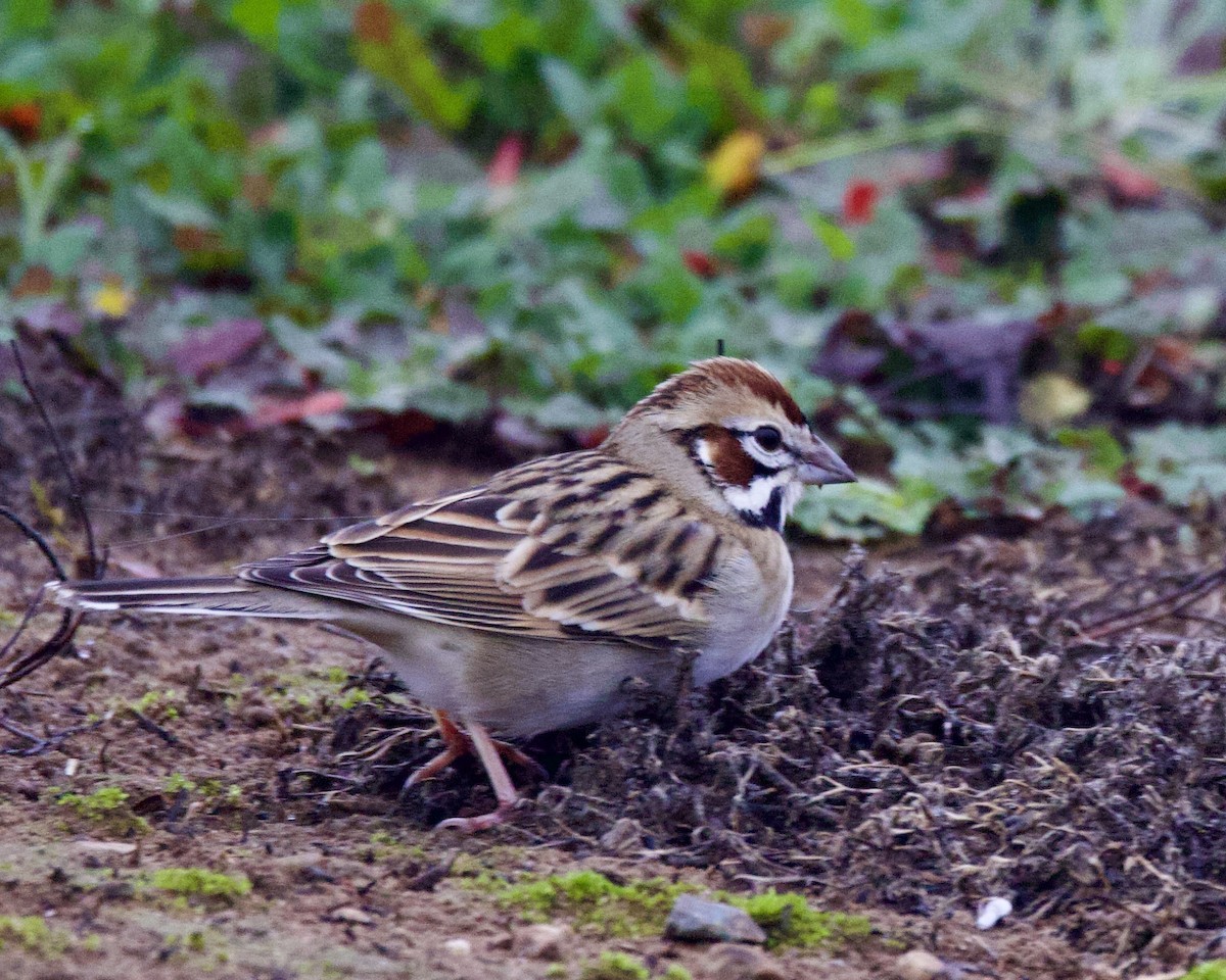 Bruant à joues marron - ML525594651