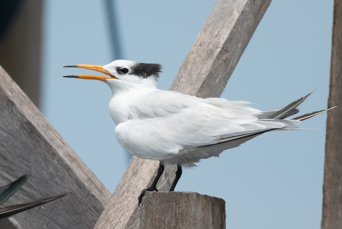 Chinese Crested Tern - ML525594781