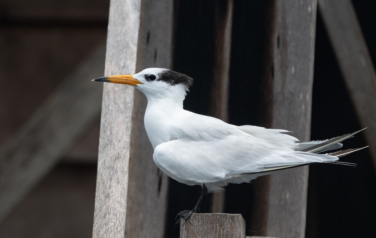 Chinese Crested Tern - ML525594791