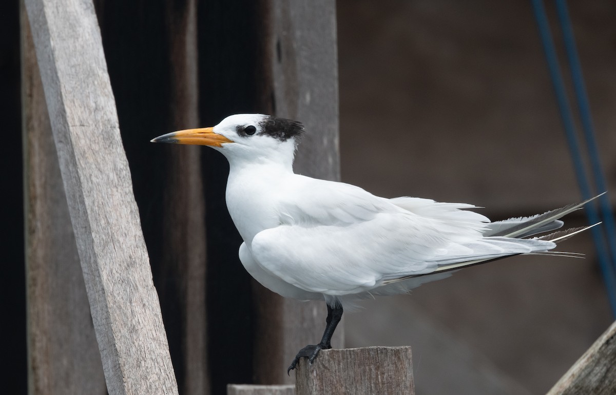 Chinese Crested Tern - ML525594801
