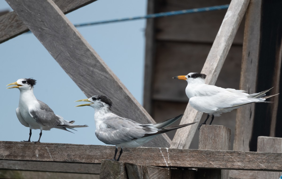 Chinese Crested Tern - ML525594811