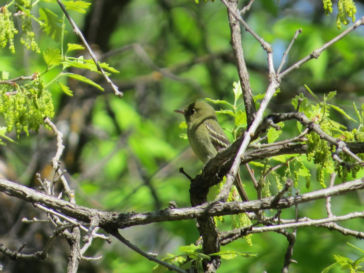 Yellow-bellied Flycatcher - ML525594821