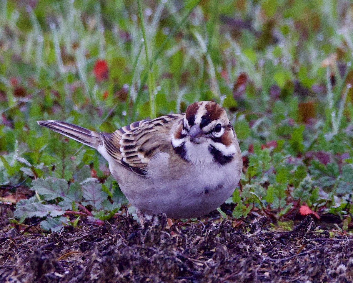 Bruant à joues marron - ML525594911